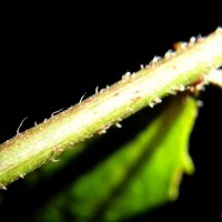 Pluchea paniculata (Willd.) Karthik. & Moorthy